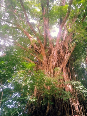 Old Balete Tree